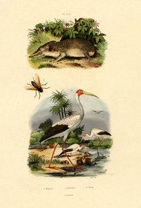 Tenrec, 1833-39 av French School